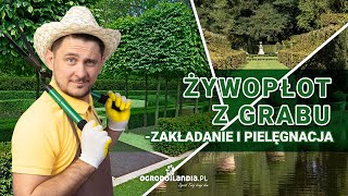 Żywopłot z grabu  zakładanie i pielęgnacja [upl. by Legnalos]