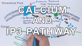 Calcium amp IP3 Pathway [upl. by Assiluj]