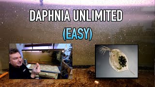 How I Raise Daphnia Water Fleas And You Can Too [upl. by Gniw]