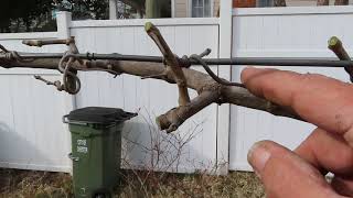 How to Prune Muscadine Grapes [upl. by Mellen]