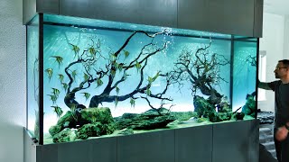 The Ultimate Angelfish Aquascape [upl. by Buchanan]