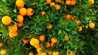 Cómo Cultivar Naranja  TvAgro por Juan Gonzalo Angel [upl. by Sidoma]