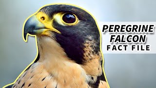 Peregrine Falcon Facts the FASTEST bird  Animal Fact Files [upl. by Skillern]