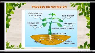 Nutrición en plantas y animales [upl. by Ahsinid]