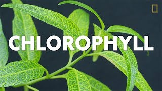 Definitions in the Field Chlorophyll [upl. by Ylekalb743]