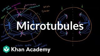 Microtubules  Cells  MCAT  Khan Academy [upl. by Aitrop]