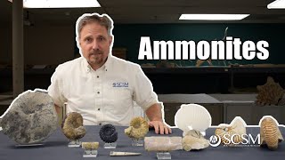 All About Ammonites [upl. by Eynaffit523]