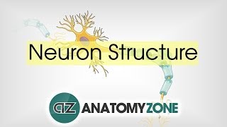 Neuron Structure  Neuroanatomy Basics  Anatomy Tutorial [upl. by Natsirc]