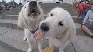 English Cream Golden Retriever Puppies [upl. by Cheatham]