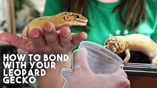 5 TIPS TO MAKE YOUR GECKO LOVE YOU [upl. by Pallaten]