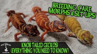 KNOB TAILED GECKOS everything you need to know [upl. by Otter]