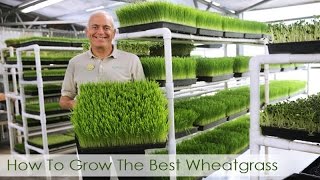 How To Grow The Best Wheatgrass  Hippocrates Health Institute Video [upl. by Merrili]