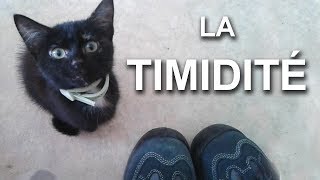 LA TIMIDITÉ  PAROLE DE CHAT [upl. by Yanttirb]