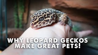 5 Reasons Leopard Geckos Make Great Pets [upl. by Auqenahs]