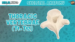 Thoracic Vertebrae T1T12 Anatomy [upl. by Leirda445]