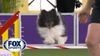 BOSS the Shetland Sheepdogs clean run clinched the 16quot class  FOX SPORTS [upl. by Nitsoj]