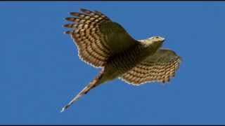 Sparrowhawk Bird Call Bird Song [upl. by Esbenshade827]