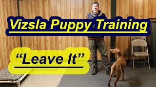 Vizsla Puppy Training Teaching Leave It [upl. by Nan285]