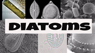 What are Diatoms [upl. by Adnawahs174]