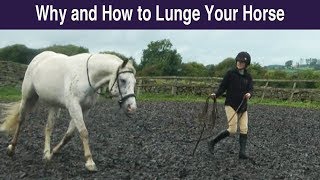 Why and How to Lunge Your Horse [upl. by Barbee352]