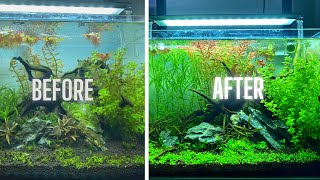 HOW TO HAVE AN ALGAE FREE AQUARIUM [upl. by Domonic]