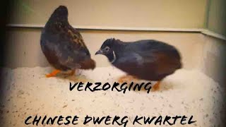 Verzorging amp Tips CHINESE DWERG KWARTEL [upl. by Eentirb]