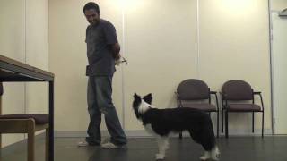 Teaching A Dog To Wear A Muzzle Muzzle Training [upl. by Duntson]