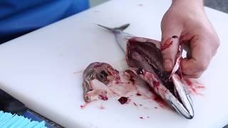 Master Fishmonger Standard Guide to Gutting and Gilling Mackerel [upl. by Novaat]