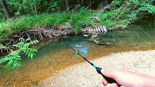 Action Packed Small Creek Fishing [upl. by Prior]