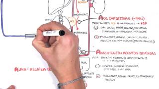 Pharmacology  Antihypertensives [upl. by Alrad]