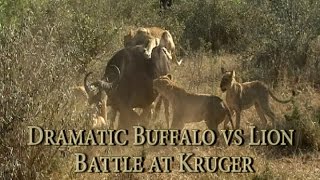 Dramatic Buffalo vs Lion Battle in Kruger  Kings Camp [upl. by Alur]