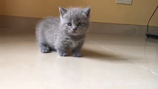 ✅🥰 When the grey munchkin cat walks how cute   Meow Kittens [upl. by Rory]