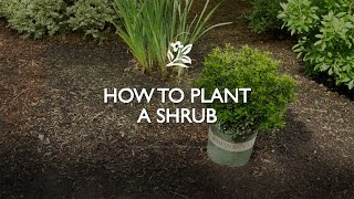 How to Plant a Shrub  Monrovia Garden [upl. by Ora]