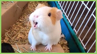 Best guinea pig noises of 2019 WARNING LOUD [upl. by Birkett304]