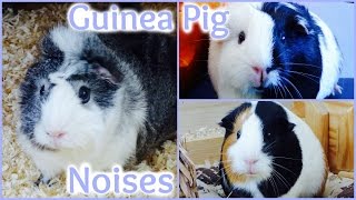 Guinea Pig Sounds And What They Mean [upl. by Carlee]