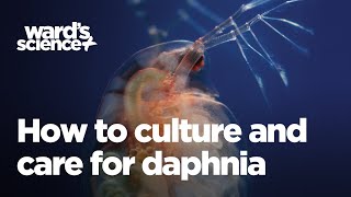 Caring and Culturing for Daphnia [upl. by Anirrok]