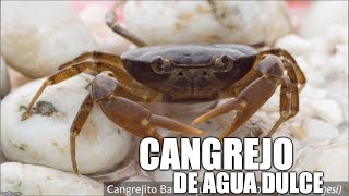 cangrejos de agua dulce [upl. by Mansfield]