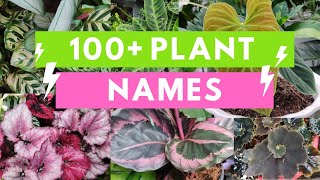 Plant Names and Pictures Plant Identification [upl. by Clareta]