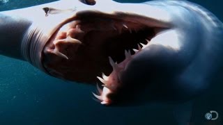 The Fastest Shark in the Ocean  Shark Week Top 10 Sharkdown [upl. by Eerrehc120]