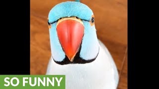 Funny parrot plays adorable game of peekaboo [upl. by Elinore]