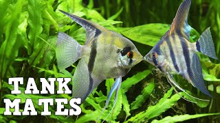 Top 10 Tank Mates For Freshwater Angelfish [upl. by Tatum]