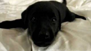 Playful Barking Black Labrador Retriever Puppy 37 Days Old [upl. by Kirtley730]