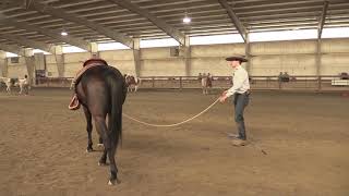 How To Lunge A Horse Correctly [upl. by Rexford]