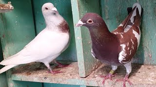 The difference between Ash Red and Recessive Red pigeons [upl. by Assilac]