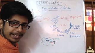 CRISPRCas9 Safeguarding Gene Drives [upl. by Wakefield]