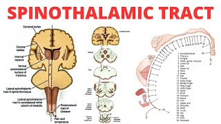 Spinothalamic Tract  PAIN ANATOMY [upl. by Aileahcim]