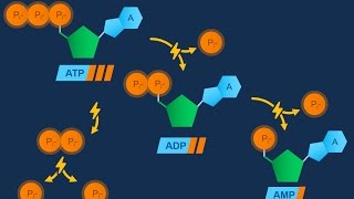 Nucleotidi ed ATP [upl. by Elvina]