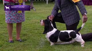 Basset Hounds  Breed Judging 2021 [upl. by Ace216]