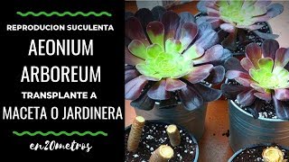 Cómo REPRODUCIR por esqueje la suculenta AEONIUM ARBOREUM  en20metros [upl. by Svend]