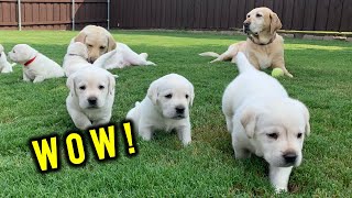 FIRST TIME EVER Adorable Lab Puppies Explore Outside [upl. by Zalucki]